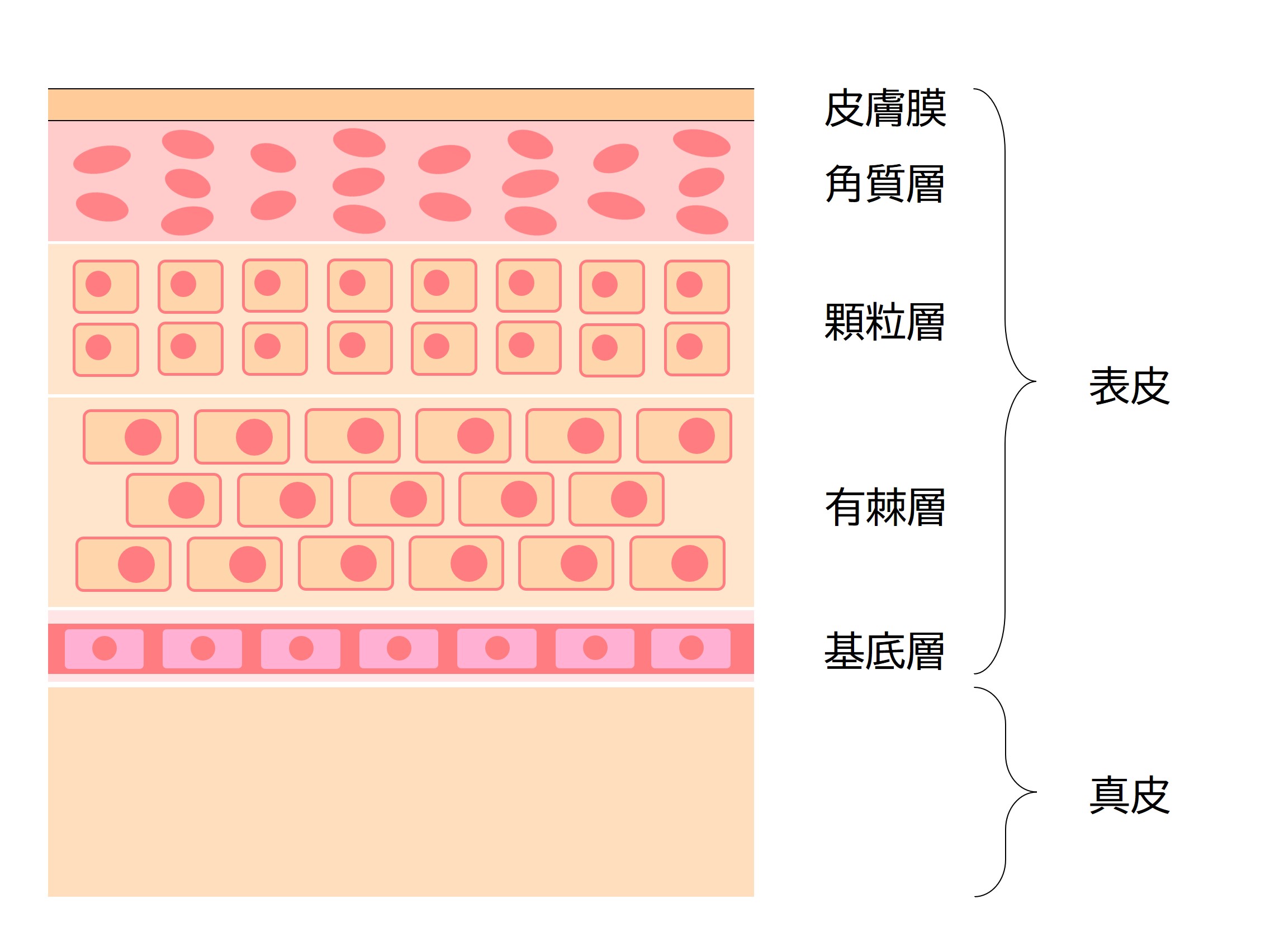 皮膚構造